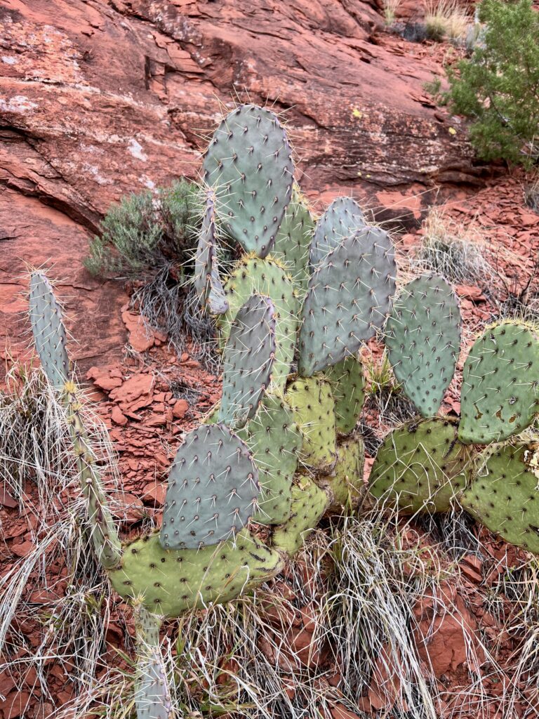 There were plenty of pear cacti found while hiking scorpion trail in Sedona.