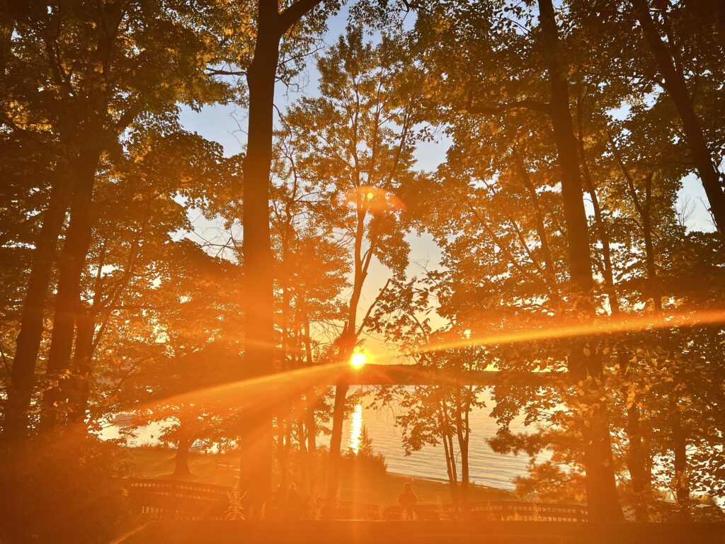 Golden sunlight beaming through tall forest trees near Otsego Lake during golden hour