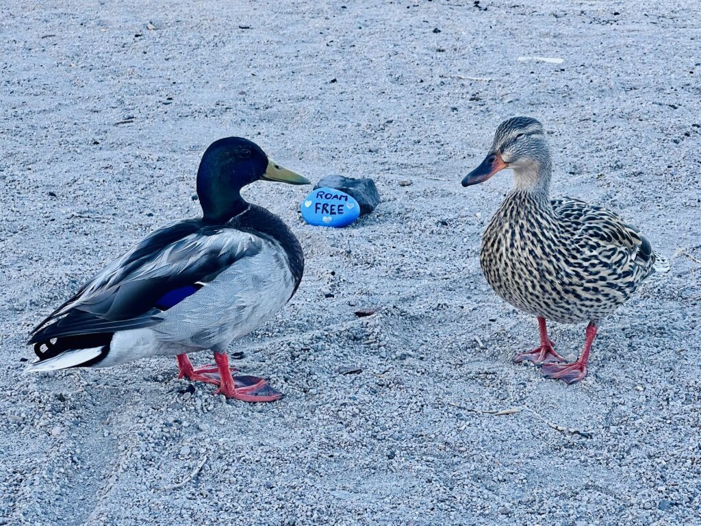 Two ducks standing on a sandy beach with a painted rock between them that reads “Roam Free.”